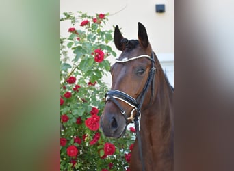 Lusitanos, Yegua, 5 años, 160 cm, Castaño