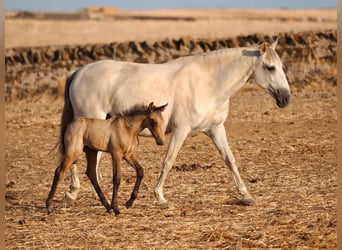 Lusitanos, Yegua, 5 años, 160 cm, Tordo