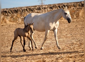 Lusitanos, Yegua, 5 años, 160 cm, Tordo