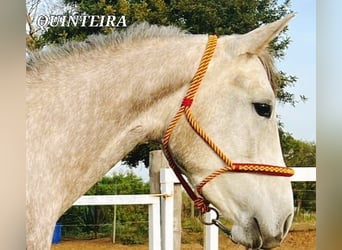 Lusitanos Mestizo, Yegua, 5 años, 161 cm