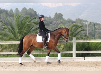 Lusitanos, Yegua, 5 años, 161 cm, Castaño