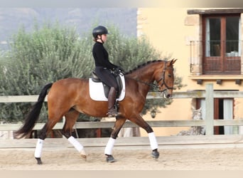 Lusitanos, Yegua, 5 años, 161 cm, Castaño