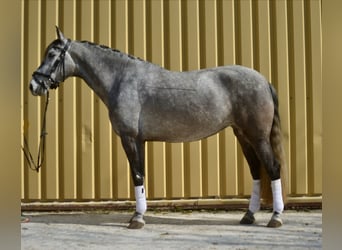 Lusitanos, Yegua, 5 años, 161 cm, Tordo rodado