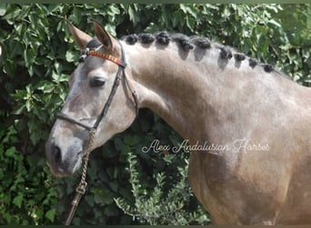 Lusitanos, Yegua, 5 años, 162 cm, Tordo