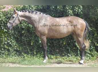 Lusitanos, Yegua, 5 años, 162 cm, Tordo