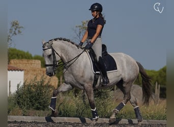 Lusitanos, Yegua, 5 años, 166 cm, Tordillo negro