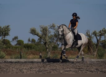 Lusitanos, Yegua, 5 años, 166 cm, Tordillo negro