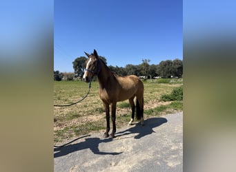 Lusitanos, Yegua, 5 años, 167 cm, Bayo