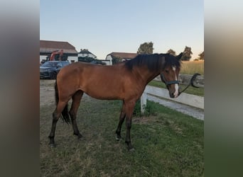 Lusitanos, Yegua, 5 años, Castaño