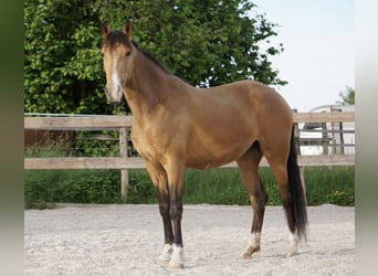 Lusitanos, Yegua, 6 años, 152 cm, Bayo
