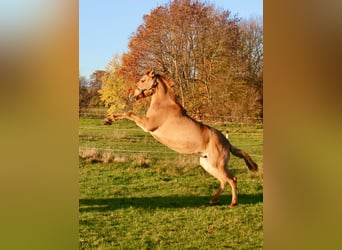 Lusitanos, Yegua, 6 años, 152 cm, Red Dun/Cervuno