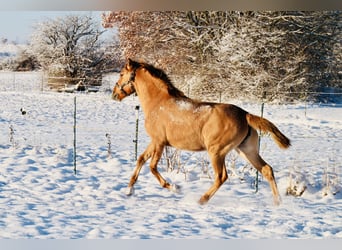 Lusitanos, Yegua, 6 años, 152 cm, Red Dun/Cervuno