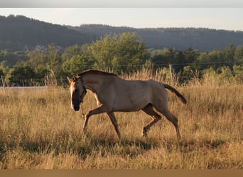 Lusitanos, Yegua, 6 años, 152 cm, Red Dun/Cervuno