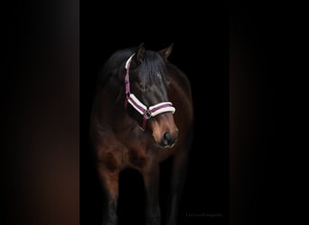 Lusitanos, Yegua, 6 años, 155 cm, Castaño