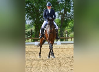 Lusitanos, Yegua, 6 años, 160 cm, Castaño oscuro