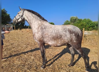 Lusitanos, Yegua, 6 años, 160 cm, Musgo