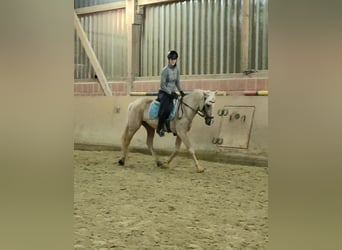 Lusitanos, Yegua, 6 años, 160 cm, Palomino