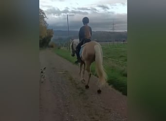 Lusitanos, Yegua, 6 años, 160 cm, Palomino