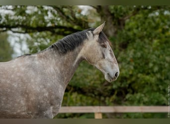 Lusitanos, Yegua, 6 años, 164 cm, Tordo