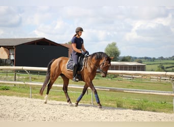 Lusitanos, Yegua, 6 años, 165 cm, Castaño