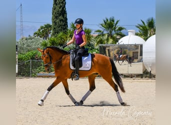 Lusitanos, Yegua, 6 años, 165 cm, Castaño