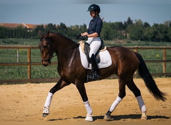Lusitanos, Yegua, 6 años, 167 cm