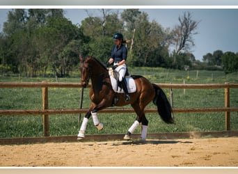 Lusitanos, Yegua, 6 años, 167 cm, Castaño oscuro