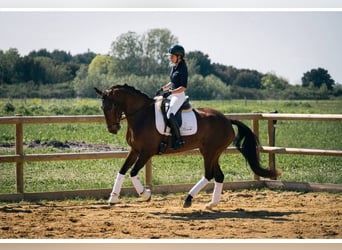 Lusitanos, Yegua, 6 años, 167 cm, Castaño oscuro