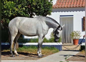 Lusitanos, Yegua, 6 años, 167 cm, Tordo picazo