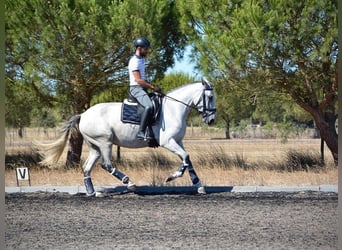 Lusitanos, Yegua, 6 años, 167 cm, Tordo picazo