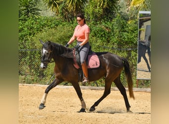 Lusitanos, Yegua, 6 años, 167 cm, Tordo rodado