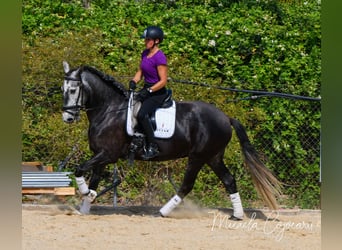 Lusitanos, Yegua, 6 años, 167 cm, Tordo rodado
