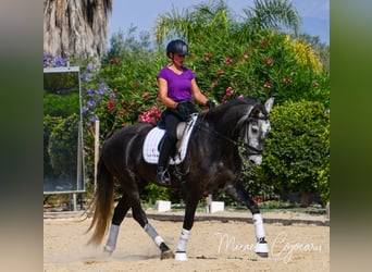 Lusitanos, Yegua, 6 años, 167 cm, Tordo rodado