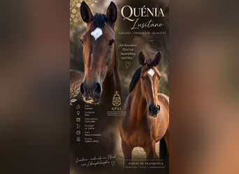 Lusitanos, Yegua, 6 años, 168 cm, Castaño
