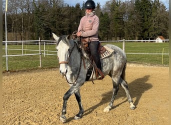 Lusitanos, Yegua, 6 años, Tordo rodado