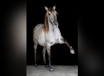Lusitanos Mestizo, Yegua, 7 años, 150 cm, Bayo