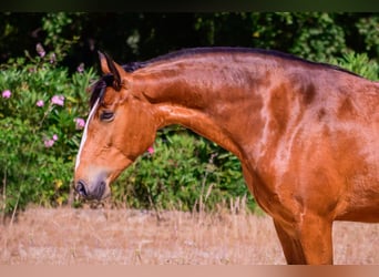 Lusitanos, Yegua, 7 años, 155 cm, Castaño