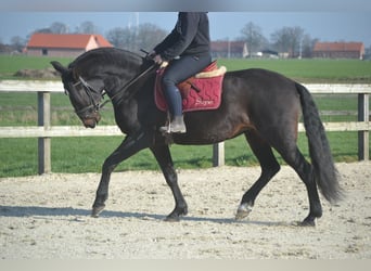 Lusitanos, Yegua, 7 años, 157 cm, Morcillo