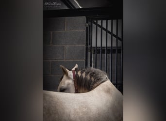 Lusitanos, Yegua, 7 años, 161 cm, Tordo ruano