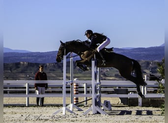 Lusitanos, Yegua, 7 años, 165 cm, Castaño