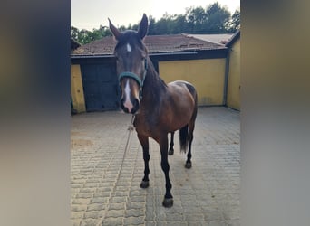Lusitanos, Yegua, 7 años, 169 cm, Castaño
