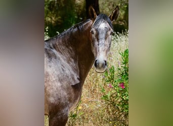 Lusitanos, Yegua, 7 años, 170 cm, Tordo