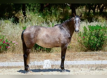 Lusitanos, Yegua, 7 años, 170 cm, Tordo