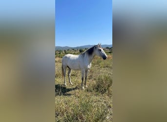 Lusitanos, Yegua, 7 años, White/Blanco