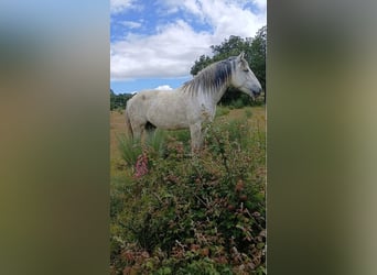 Lusitanos, Yegua, 7 años, White/Blanco