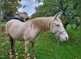 Lusitanos, Yegua, 8 años, 150 cm, Perlino