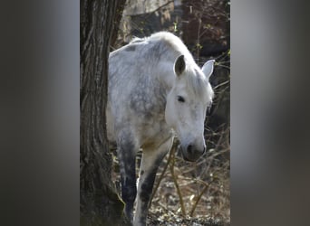 Lusitanos Mestizo, Yegua, 8 años, 155 cm, Tordo rodado