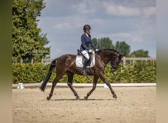 Lusitanos, Yegua, 8 años, 160 cm
