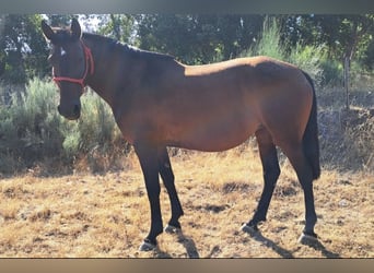Lusitanos, Yegua, 8 años, 160 cm, Castaño