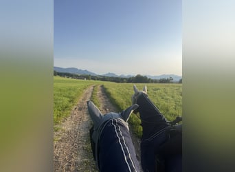 Lusitanos Mestizo, Yegua, 8 años, 160 cm, Morcillo